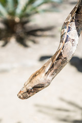 Boa constrictor