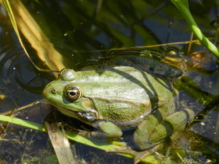 Grenouille 