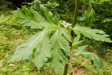 Barszcz Sosnowskiego, Heracleum sosnowskyi