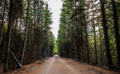 Tall skinny trees let in a small amount of sunlight into a dirt road trail thought the mountains