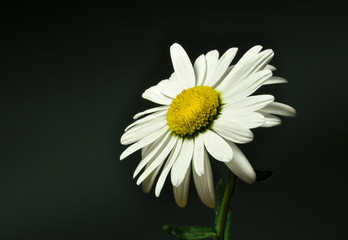 One more Chamomile on the dark background