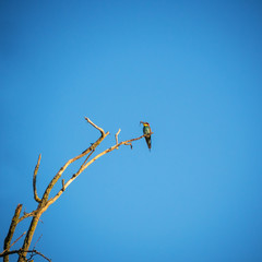 Bienenfresser Merops apiaster auf einem Ast mit einer Libelle