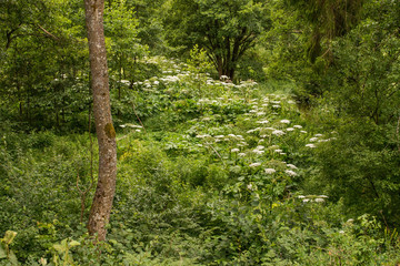 Barszcz Sosnowskiego, Heracleum sosnowskyi