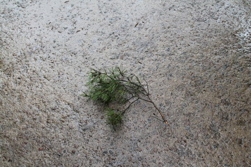 Pine branch, lonely lying on the wet asphalt