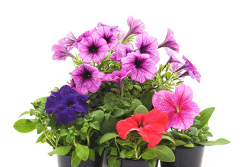 Colorful petunia in the pot.