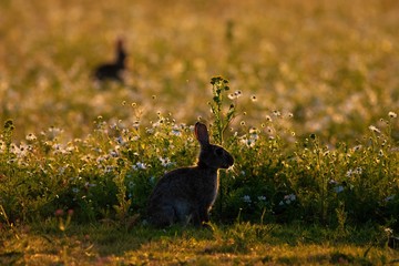 Bunny at Golden Hour
