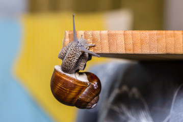 Large grape snail crawls on board