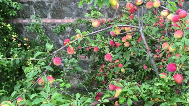 Organic plum tree with a lot ripe fruits of red color. Agricultures harvest.