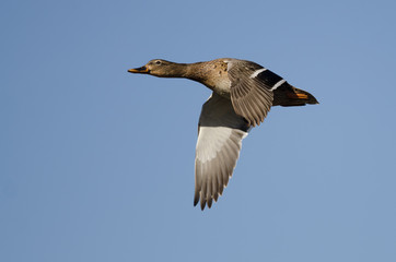 Female Mallard Duck Flying in a Blue Sky