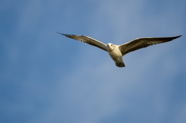 Ring-Billed Gull Flying in a Blue Sky