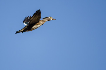 Female Wood Duck Flying in a Blue Sky