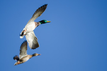 Pair of Mallard Ducks Flying in a Blue Sky