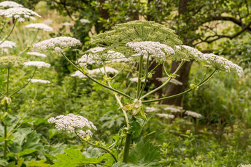 Barszcz Sosnowskiego, Heracleum sosnowskyi