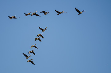Flock of Greater White-Fronted Geese Flying in a Blue Sky