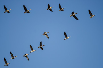 Flock of Greater White-Fronted Geese Flying in a Blue Sky