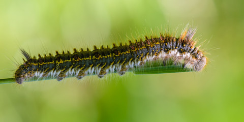 Hairy caterpillar of butterfly bombyx