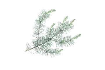 Green pine spruce tree branch isolated on white background.