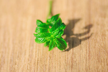 green fresh mint on wooden table