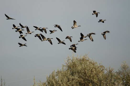Flock of Canada Geese Flying Over The Autumn Marsh
