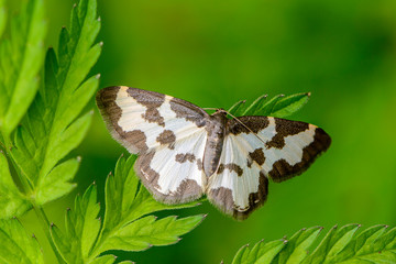 Obraz na płótnie Canvas Butterfly lomaspilis marginata sitting on leaf