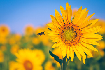 Obraz premium Sommerzeit