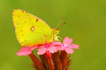 Colias crocea  288