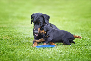 Puppy is playing with his mother. He is a black and brown doberman and he is on the garden or park. Background is green grass. 