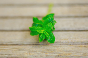 green fresh mint on wooden table