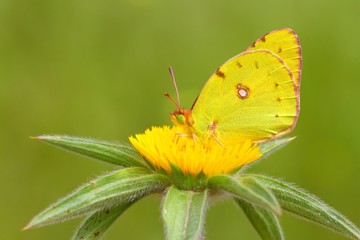 Colias crocea  290