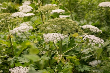 Barszcz Sosnowskiego, Heracleum sosnowskyi