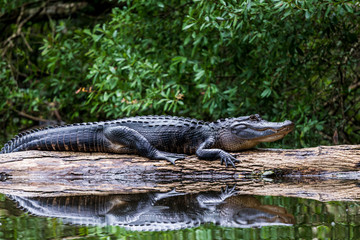 Adult Alligator Resting on a Log in the River