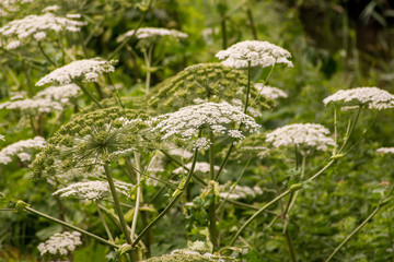 Barszcz Sosnowskiego, Heracleum sosnowskyi © Szymon Gryko