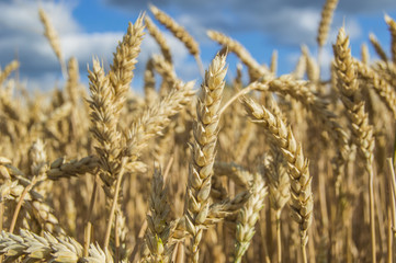 wheat field against the sky