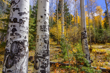 Naklejka premium Tattooed Aspens