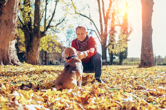 Man walks with his beagle in autumn park in sunny day