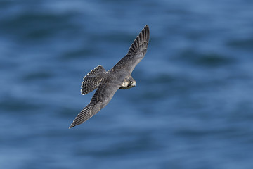 Peregrine falcon in its natural habitat in Denmark
