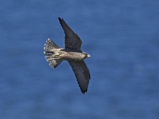 Peregrine falcon in its natural habitat in Denmark