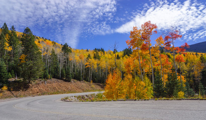 Aspens above Santa Fe