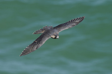 Peregrine falcon in its natural habitat in Denmark