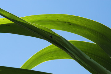 Obraz premium Reed Close-Up at the shore of the lake