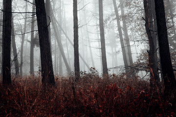 Nebel, trüb und Dunkelheit im Wald. Herbststimmung in der Natur
