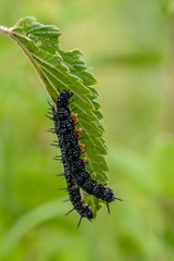 Several black caterpillars of aglais io