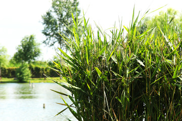 Fototapeta premium Close view of the lake