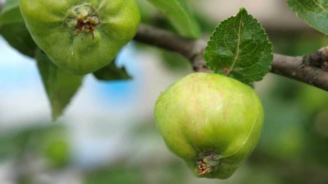 Fresh apples growing on tree at the garden
