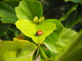 Glückskäfer – Marienkäfer auf einem grünen Blatt. Ein roter Glückskäfer sitzt auf einem...