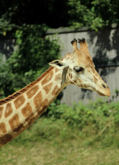 Portraits of animals - a giraffe at a ZOO