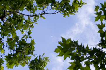 Ciel