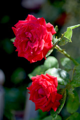 red roses at garden on dark