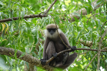 Monkey on a tree in the jungle of Sri Lanka