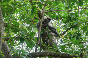Monkey on a tree in the jungle of Sri Lanka